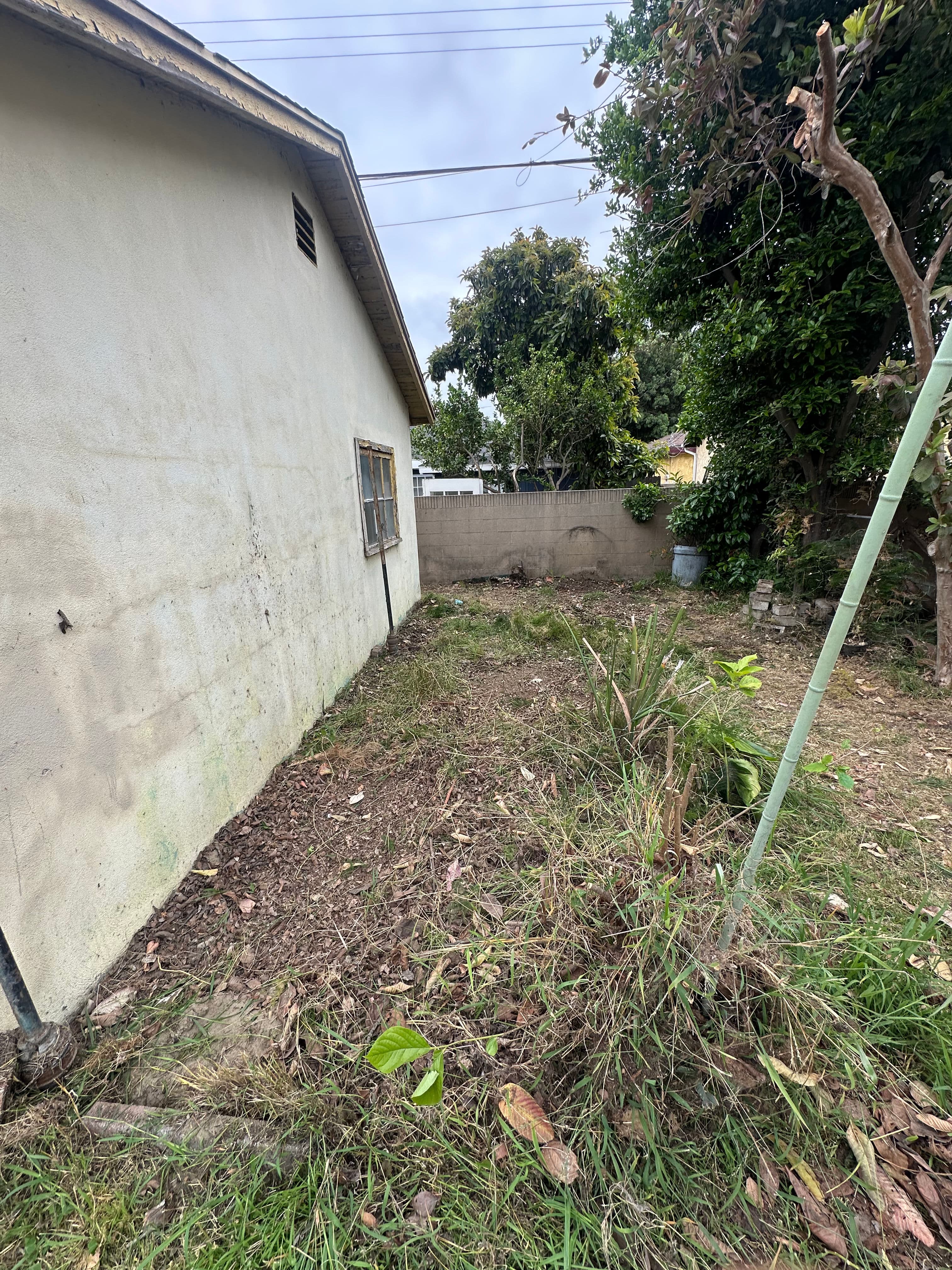 Overgrown backyard with weeds and shrubs adjacent to a house under a cloudy sky.