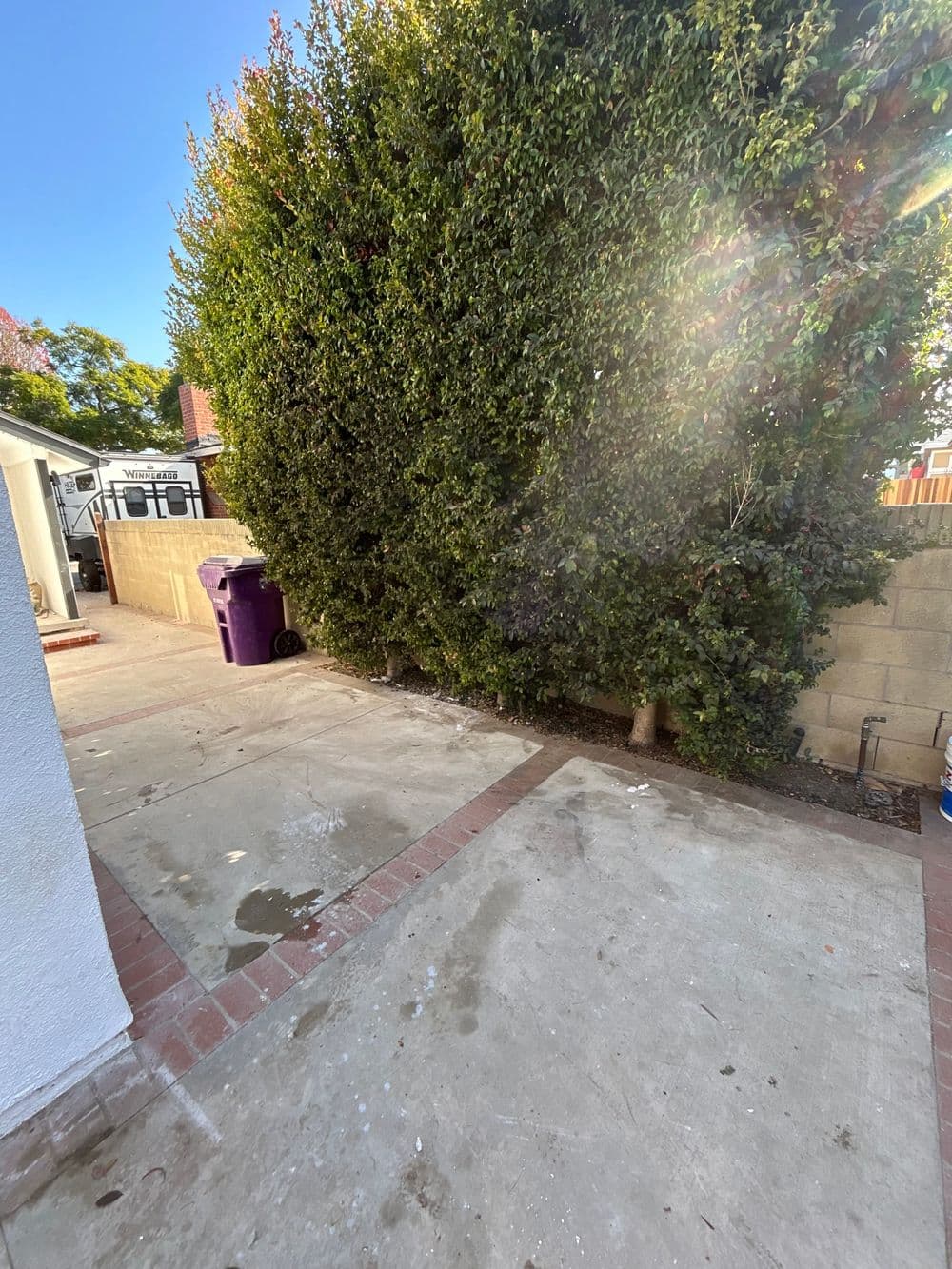 Lush green hedge in a backyard with concrete patio and purple trash bin. Bright sunny day.
